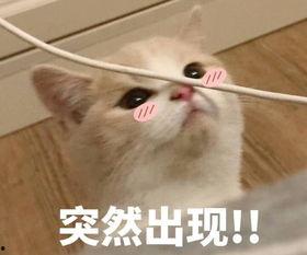 和少妇聊天表情包,趣味横生的日常对话瞬间