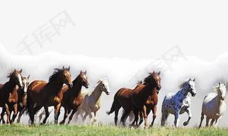 马的背景资料,从远古伙伴到现代宠儿：探寻马的历史与文化足迹