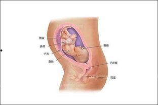 怀孕七个月图片,孕妈咪的美丽蜕变与温馨时光